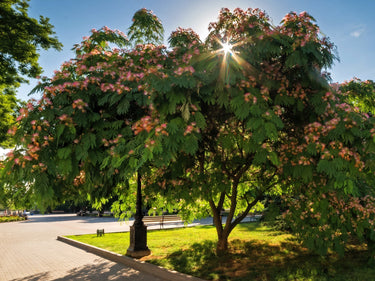25 MIMOSA / Persian SILK TREE Albizia Julibrissin Seeds